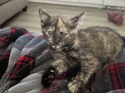 **Kitten and ALL Supplies**