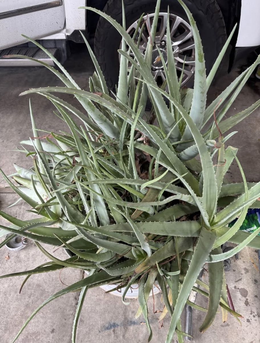 Giant Mature Aloe Vera