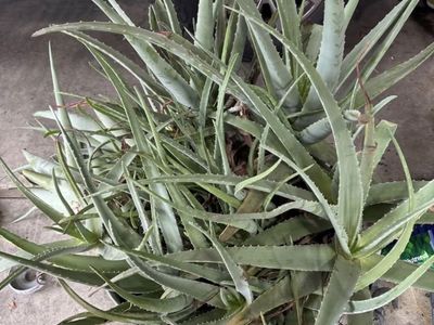 Giant Mature Aloe Vera