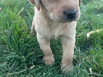 Yellow & Black pointing Labs