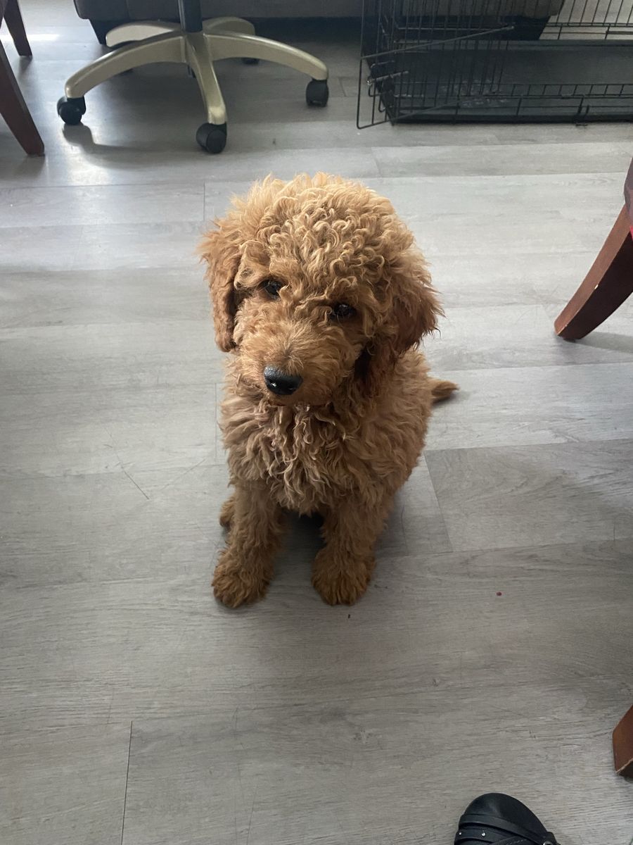 GoldenDoodle
