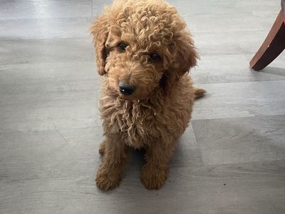 GoldenDoodle
