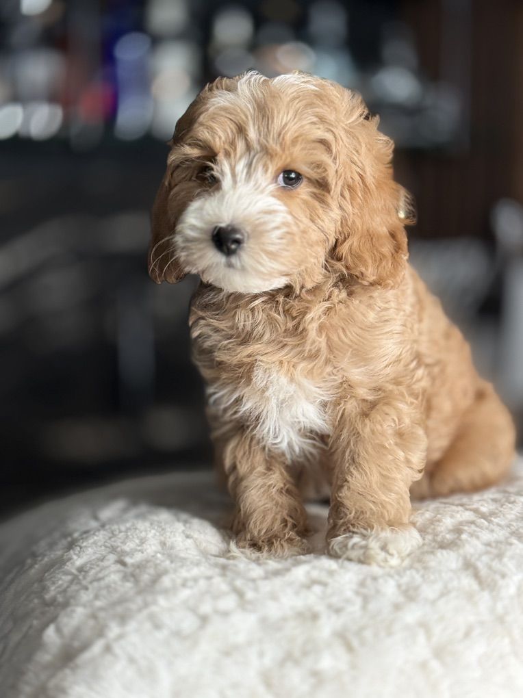 Mini Goldendoodle Puppy kennel Trained