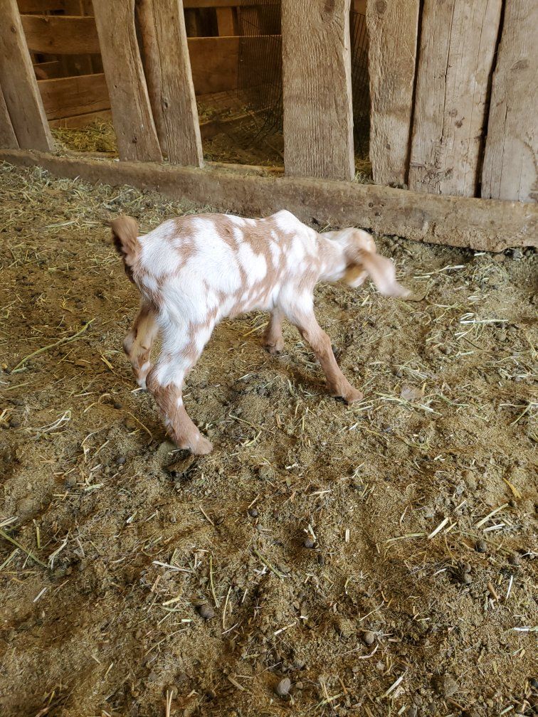 spotted boer doe botte fed