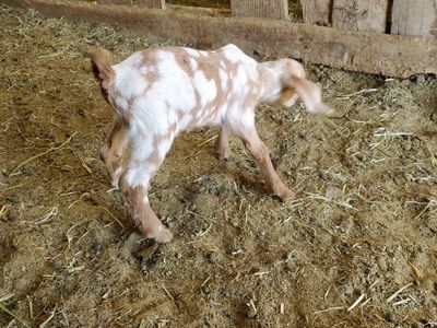 spotted boer doe botte fed