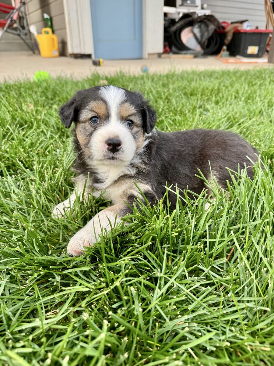 ASCA Registered Standard Australian Shepherd Puppies (Aussies)