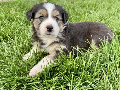 ASCA Registered Standard Australian Shepherd Puppies (Aussies)