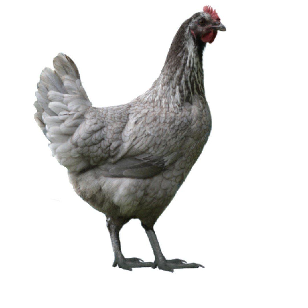 Steele Blue Novogen coop ready pullets