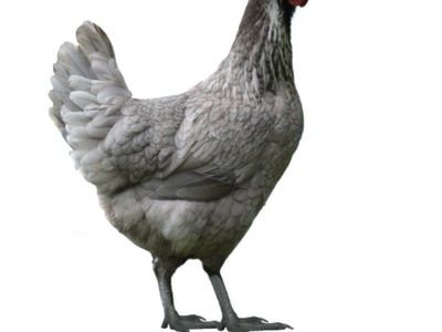 Steele Blue Novogen coop ready pullets