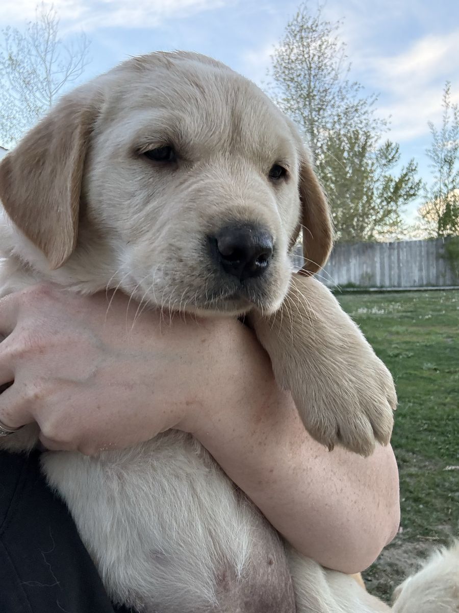 Lab/Golden Retriever Puppies