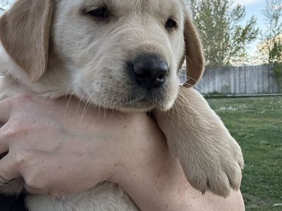 Lab/Golden Retriever Puppies