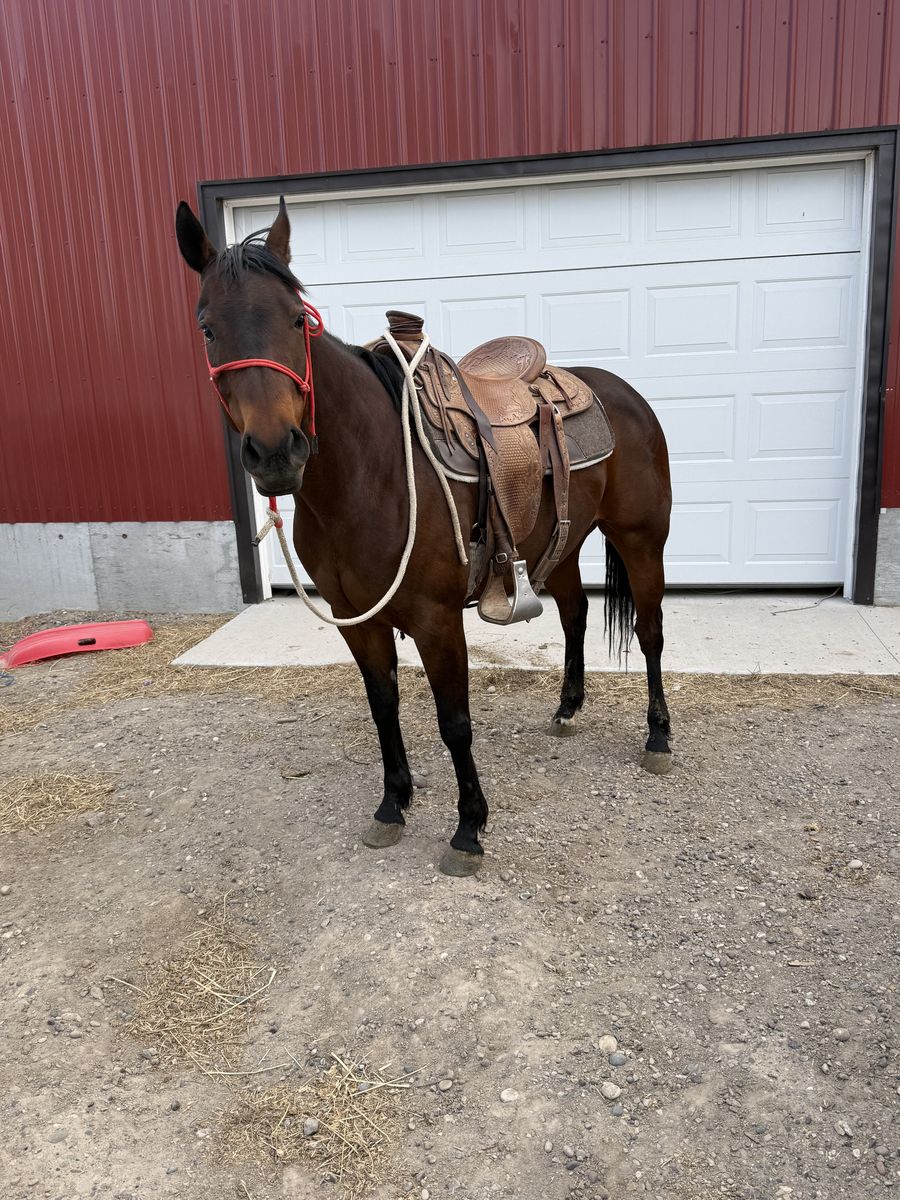 All around Bay mare