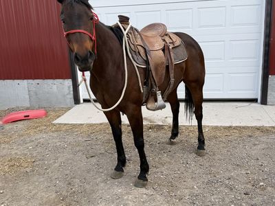 All around Bay mare