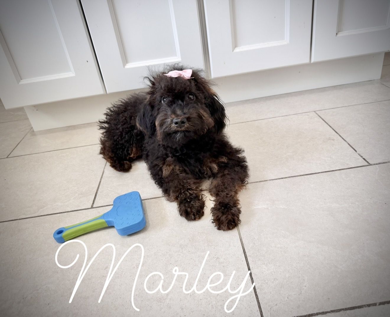 Miniature poodle puppy