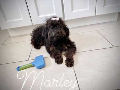 Miniature poodle puppy