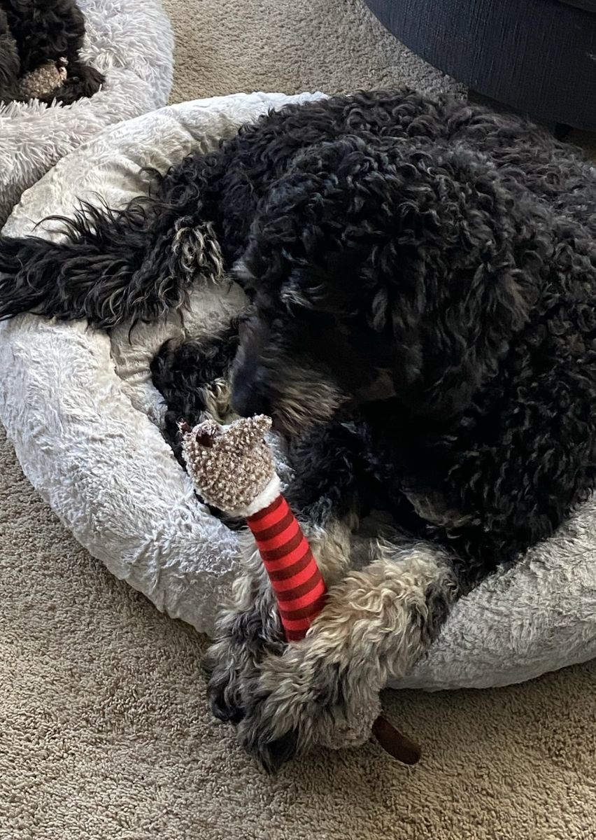 6 year old male doodle