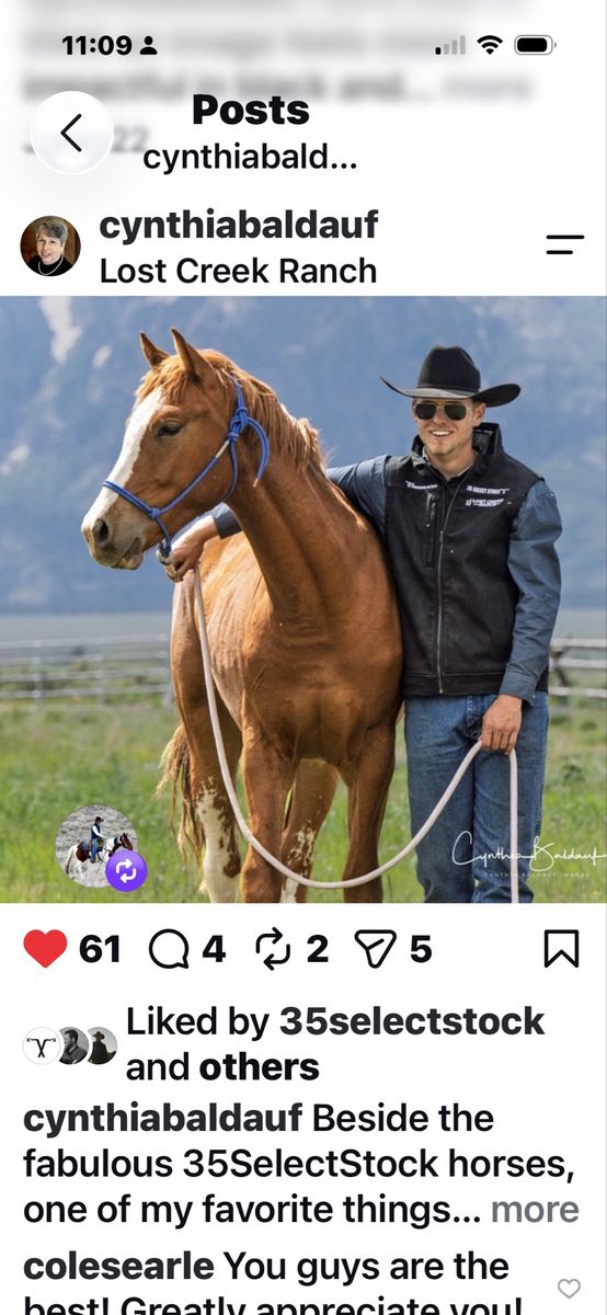 2yr old Registered AqHa gelding