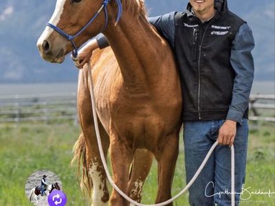 2yr old Registered AqHa gelding