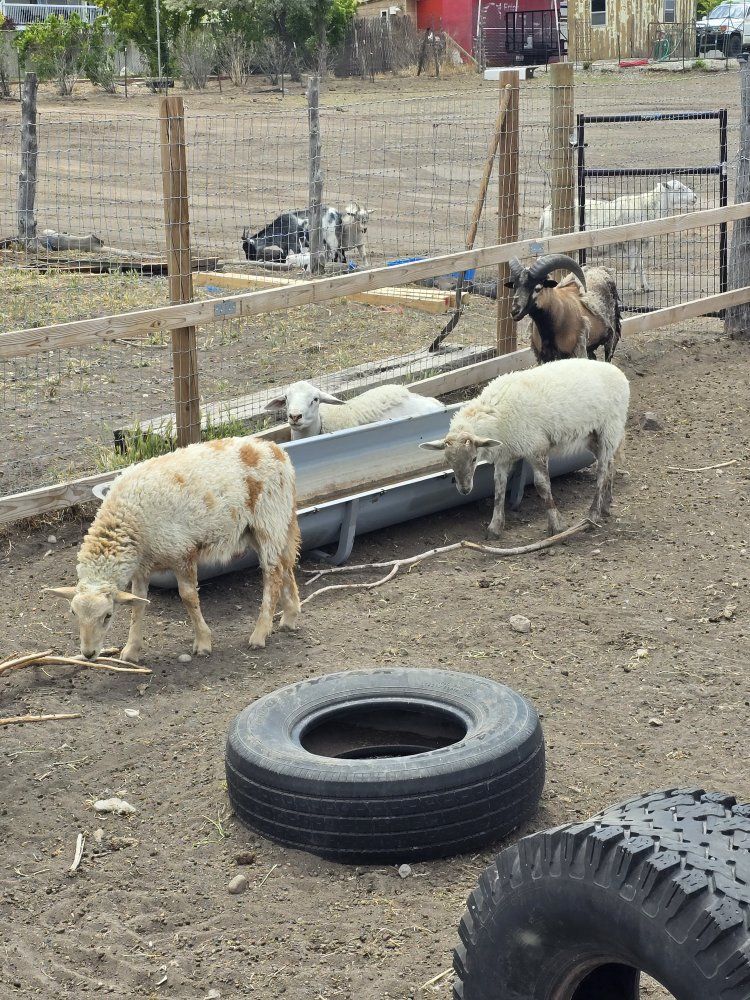ram lambs