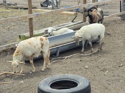 ram lambs