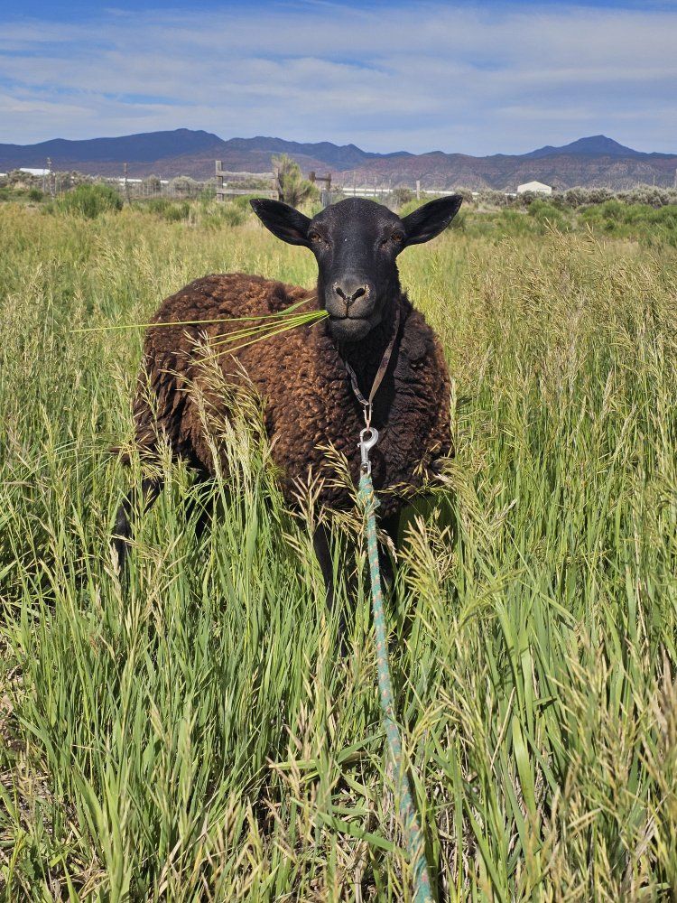 Female Katahdin Lamb with Babies For Sale