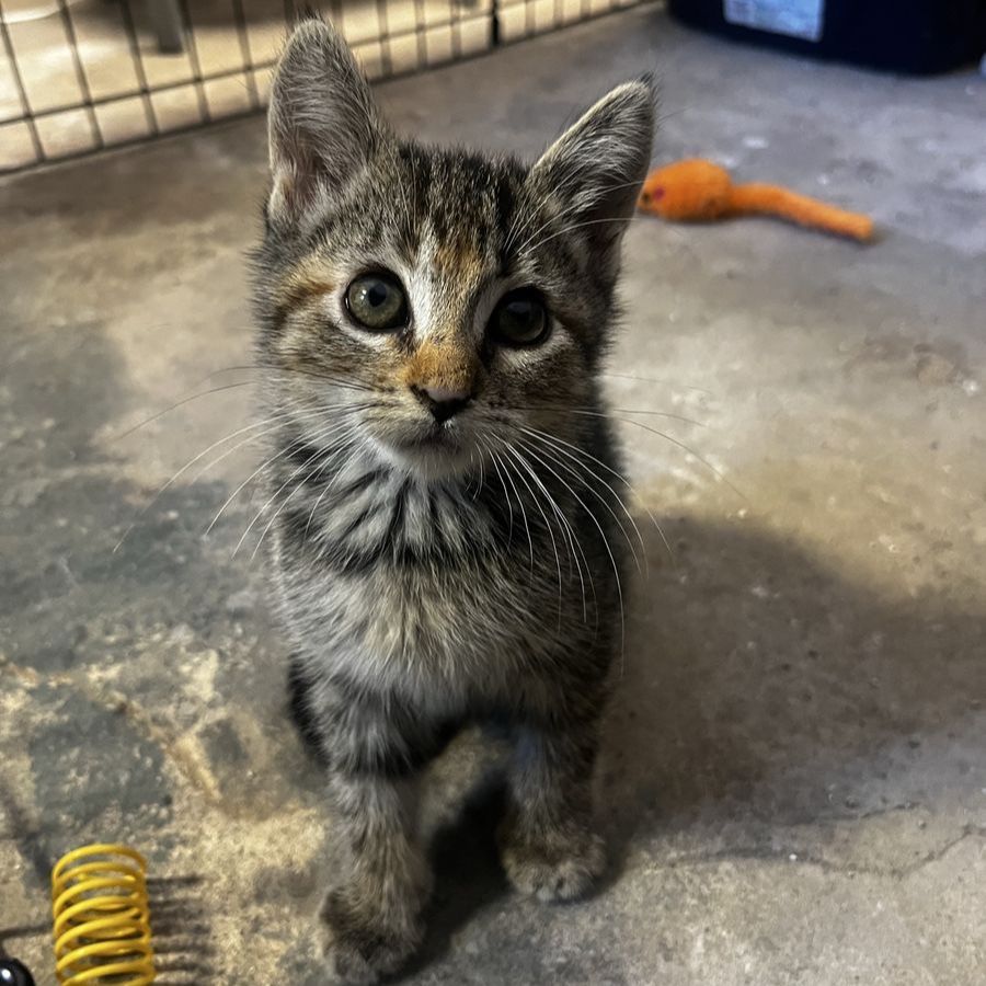 Kittens