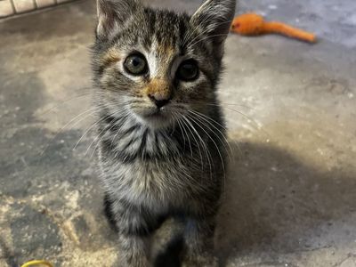 Kittens