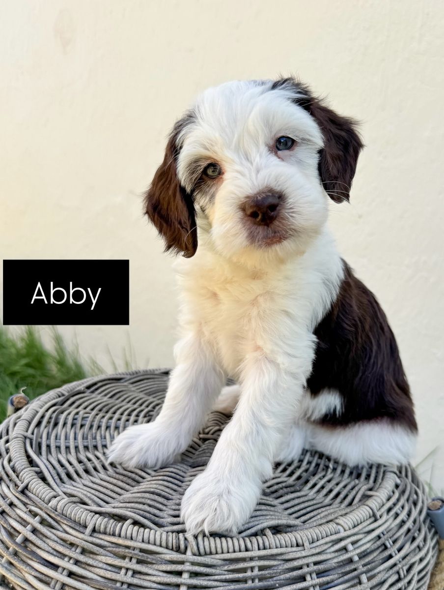 Stunning Golden Mountain Doodle Puppies