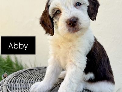Stunning Golden Mountain Doodle Puppies