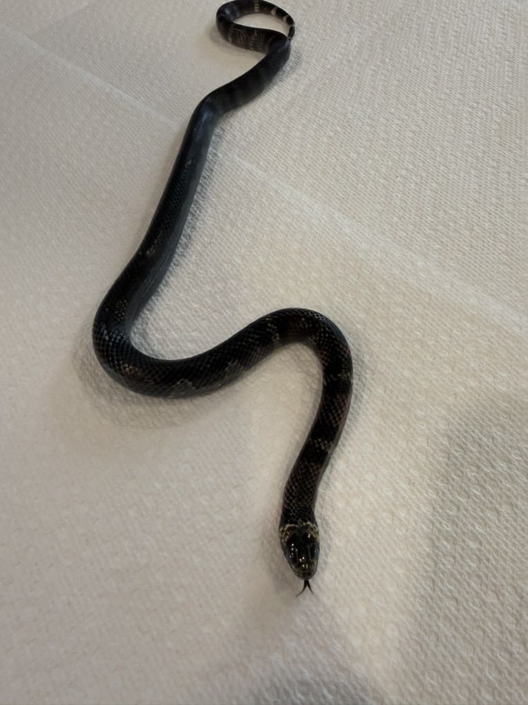Male Black Milksnake