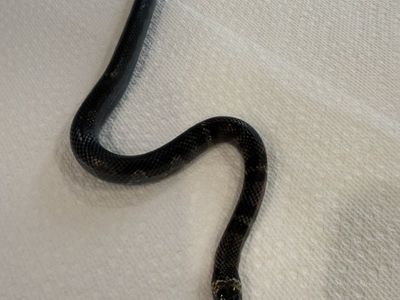 Male Black Milksnake
