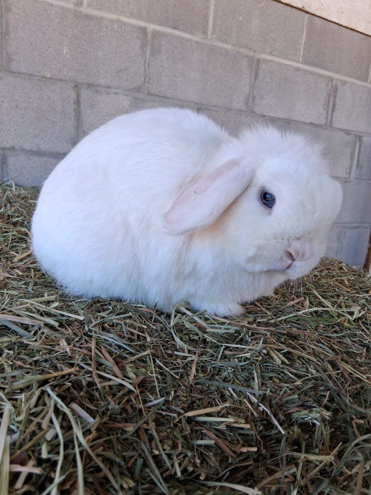 small Blue eyed white Holland lop girl, produces Color