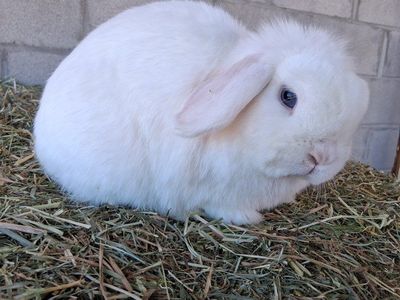 small Blue eyed white Holland lop girl, produces Color