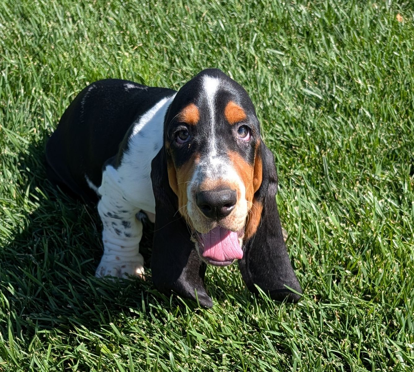 Euro Basset hound puppies