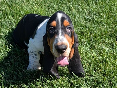 Euro Basset hound puppies