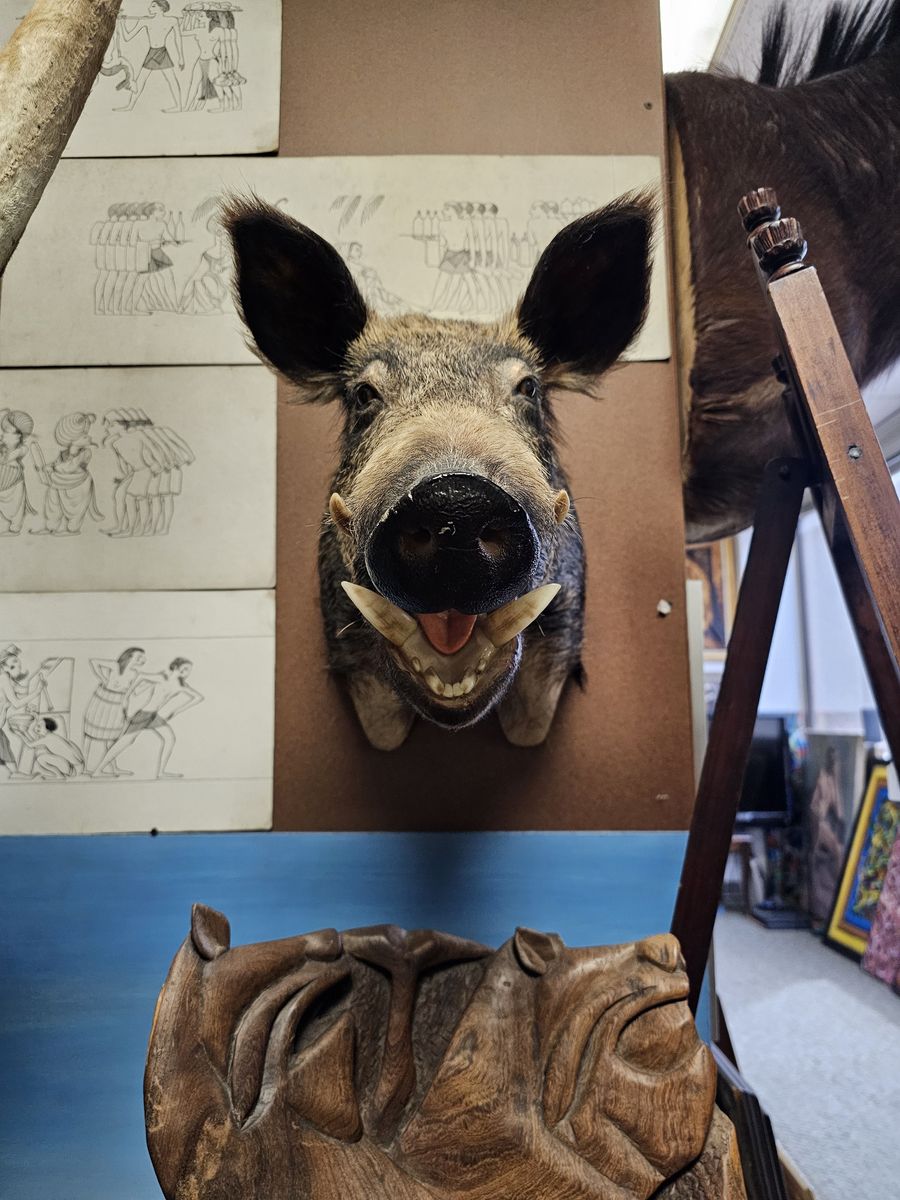 Large Wild Boar Taxidermy Shoulder Mount - Russian Boar Open Mouth