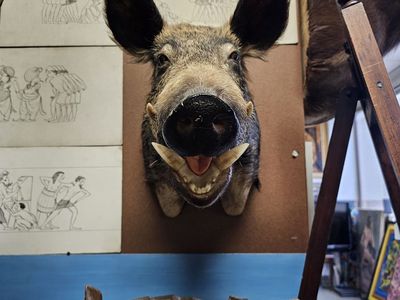 Large Wild Boar Taxidermy Shoulder Mount - Russian Boar Open Mouth