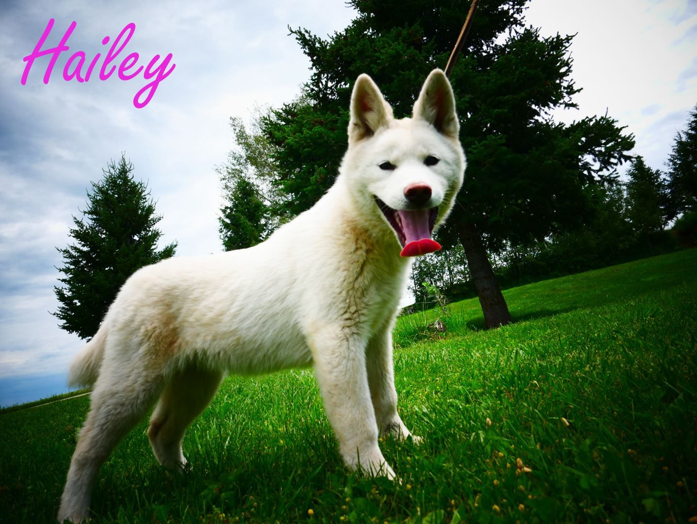 2 Female pure breed UKC REGISTERED Japanese akitas