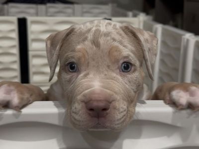 XL American Bullies