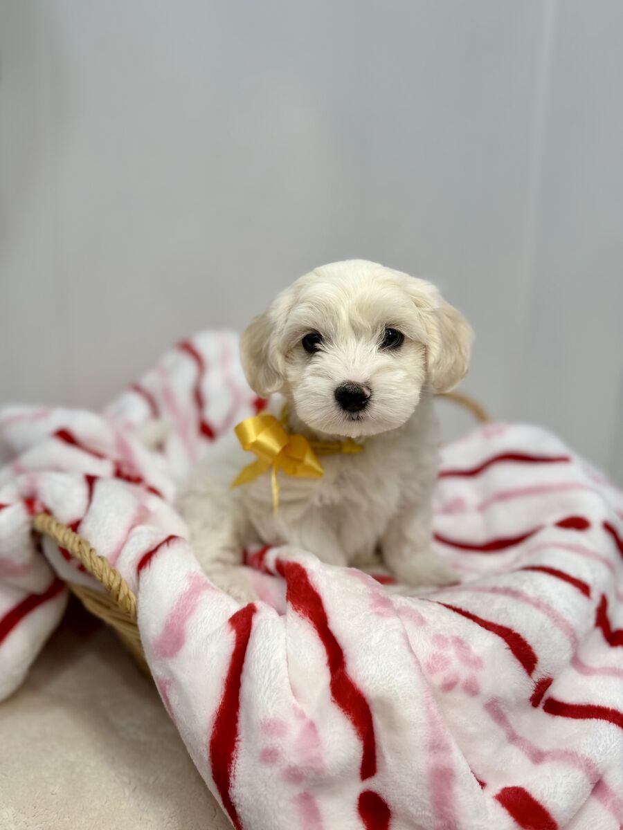 Maltipoo Puppies