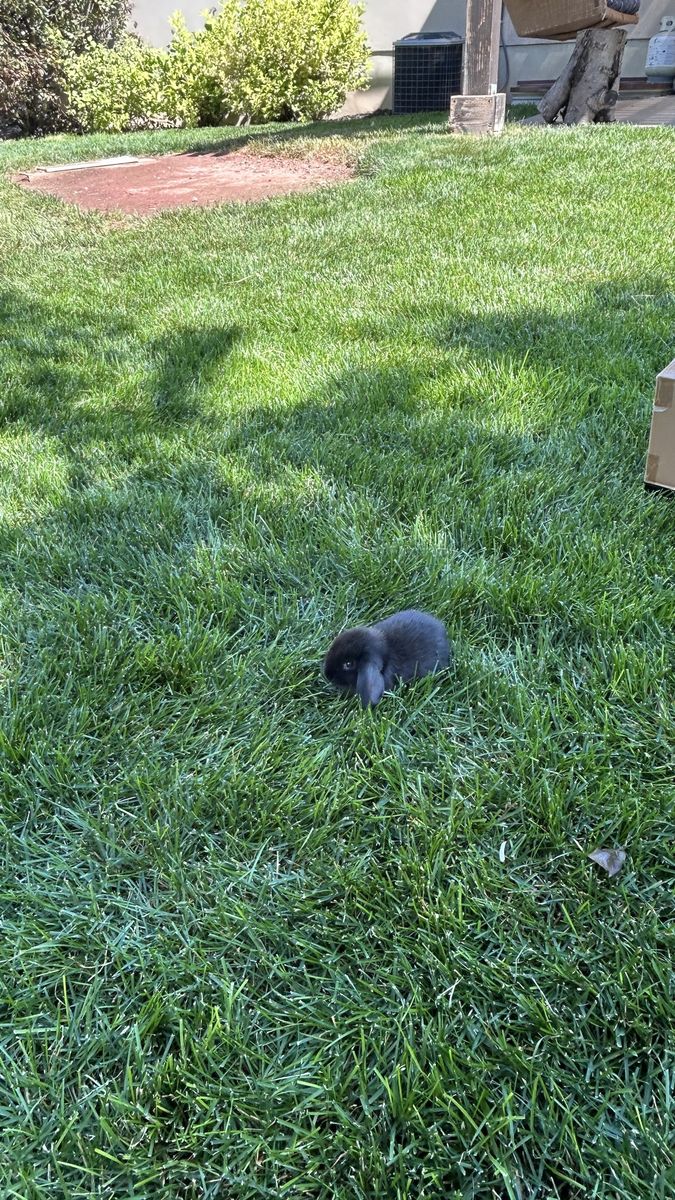 Adorable Mini Lop Rabbit