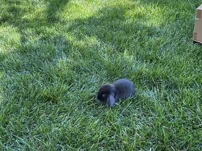 Adorable Mini Lop Rabbit