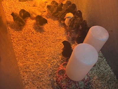 Chicks- Black Cooper Marans And Olive Eggers