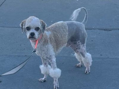 Free To Good Home Dog