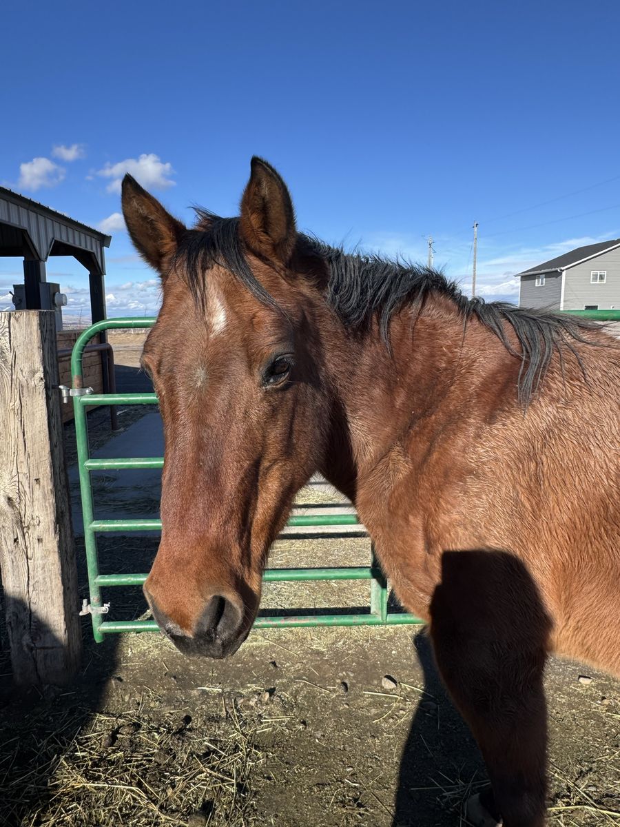 15 year old mare