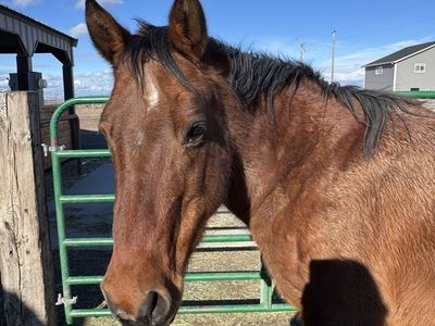 15 year old mare