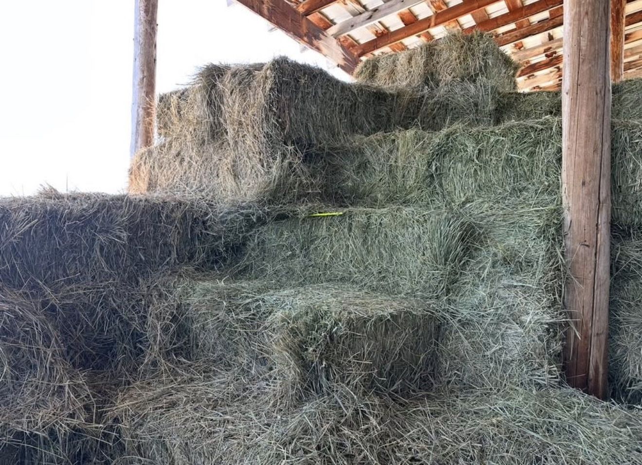 Grass alfalfa mix bales 