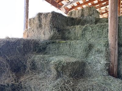 Grass alfalfa mix bales