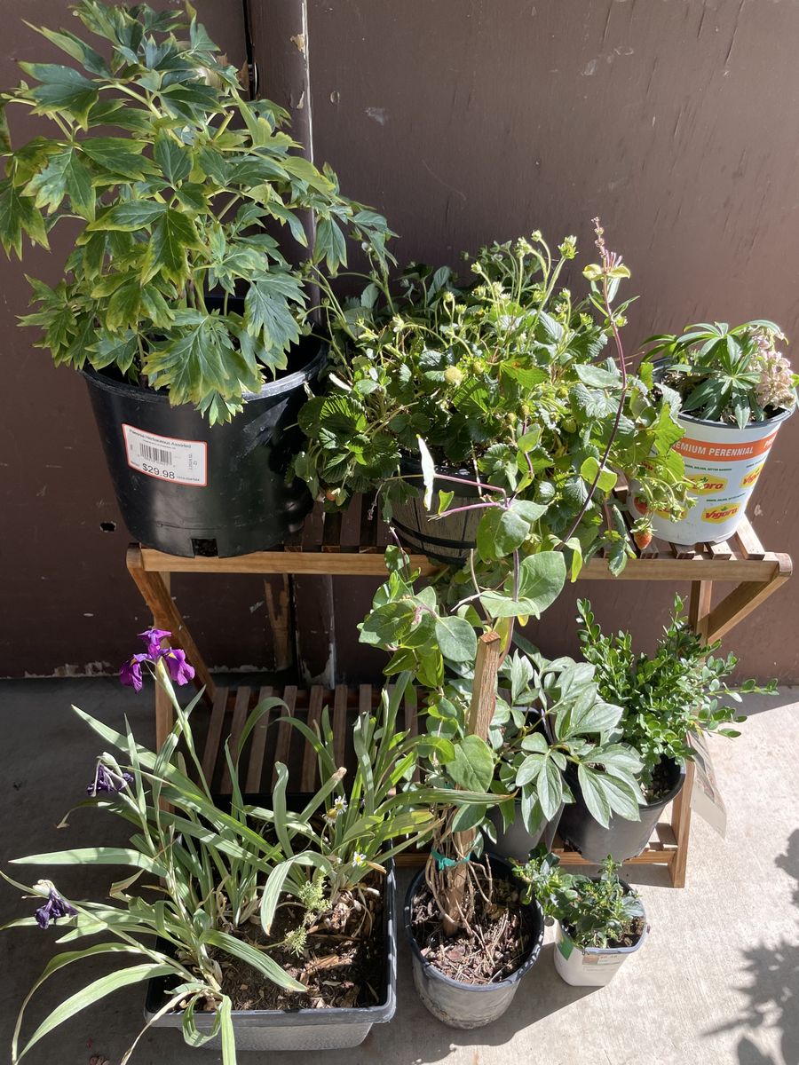Assorted Perennial Plants & Shrubs