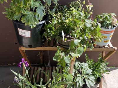 Assorted Perennial Plants & Shrubs